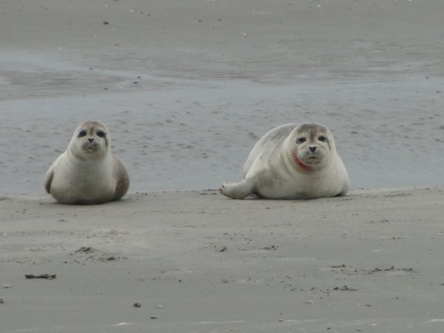 HWK Texel 224.jpg